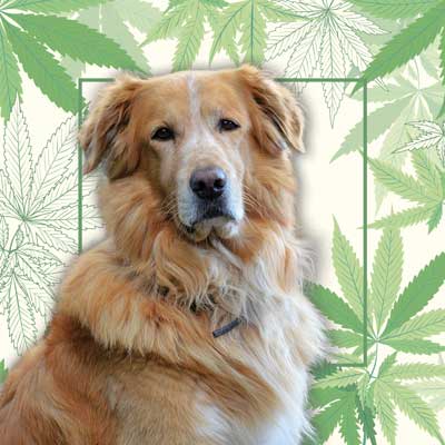 Animaux CBD